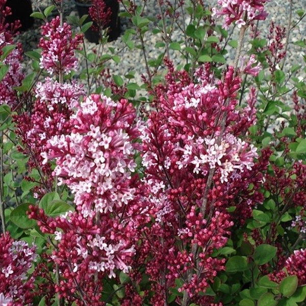 Сирень Мейера 'Тинкербелл' (вишневая)